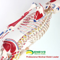 SKELETON08 (12369) Ciência Médica Natureza Vida Tamanho 170CM Esqueleto com Músculos e Ligamentos, 170cm Modelo de Esqueleto
